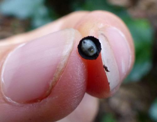 Phronia sp.